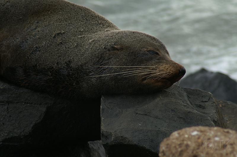 PICT94335_090116_OtagoPenin.jpg - Pilot's Beach, Otago Peninsula (Dunedin): New Zealand Fur Seal